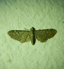 Eupithecia ultimaria