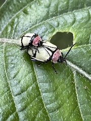 Oedionychina