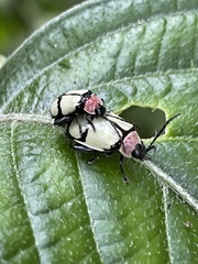 Oedionychina
