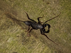 Hypoctonus rangunensis