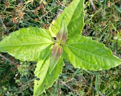 Chromolaena odorata