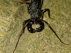 Hypoctonus rangunensis