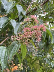 Heptacodium