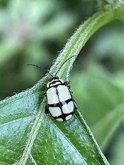 Oedionychina