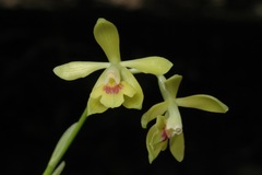 Epidendrum mutelianum