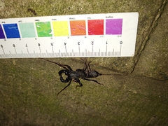 Hypoctonus rangunensis