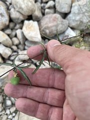 Passiflora tenuiloba