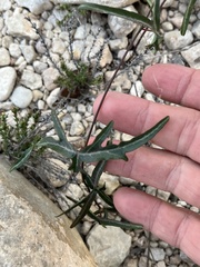 Passiflora tenuiloba