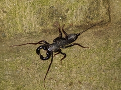 Hypoctonus rangunensis