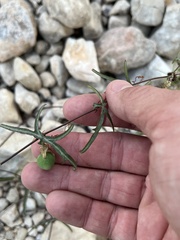 Passiflora tenuiloba