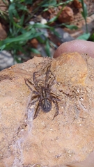 Tegenaria domestica