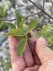 Forestiera reticulata