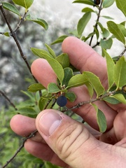 Forestiera reticulata