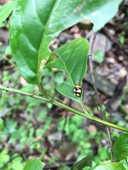 Cryptocephalus taiwanus