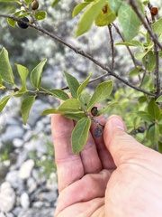 Forestiera reticulata