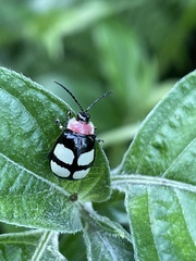 Oedionychina