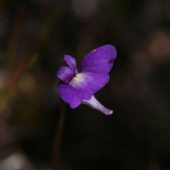 Utricularia violacea