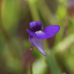 Utricularia violacea