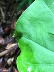 Tonga westwoodi
