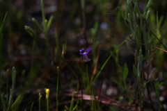 Utricularia violacea