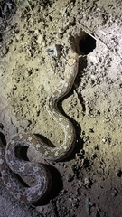 Pituophis catenifer affinis