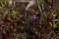 Utricularia violacea