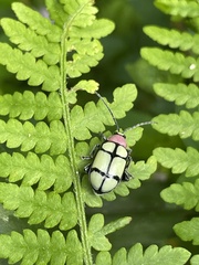 Omophoita octoguttata