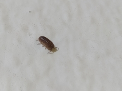 Holoverticata
