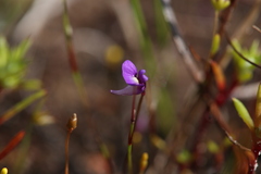 Utricularia violacea