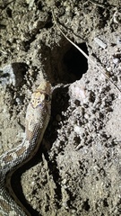 Pituophis catenifer affinis