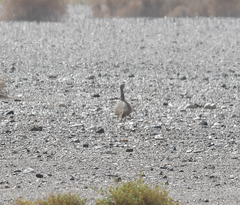 Chlamydotis undulata