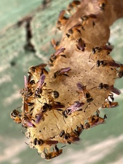 Tetragonisca angustula