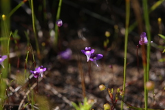 Utricularia violacea
