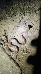 Pituophis catenifer affinis