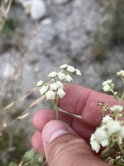 Parthenium confertum