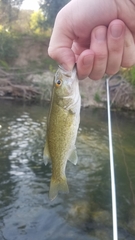 Micropterus treculii