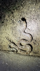 Pituophis catenifer affinis