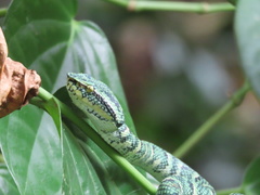 Tropidolaemus wagleri
