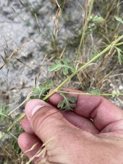 Parthenium confertum
