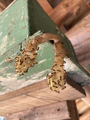 Tetragonisca angustula