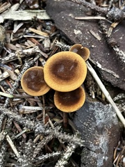 Coltricia cinnamomea