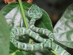 Tropidolaemus wagleri