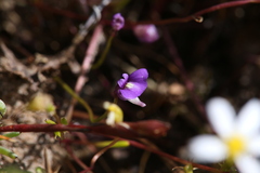 Utricularia violacea