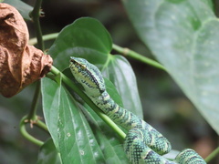 Tropidolaemus wagleri