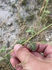 Parthenium confertum