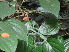 Tropidolaemus wagleri