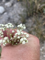 Parthenium confertum