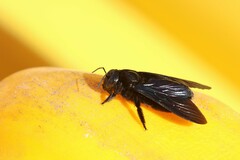Biluna