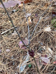 Disholcaspis globosa