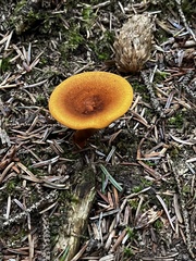 Coltricia cinnamomea